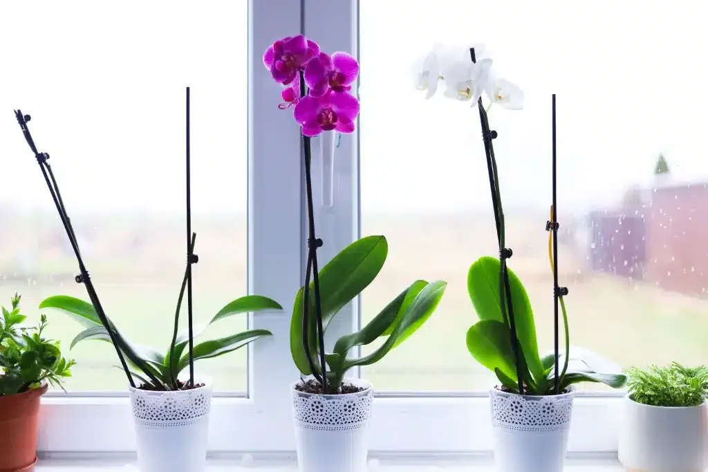 Caring for Your Orchid: A Guide to Encouraging Blooms