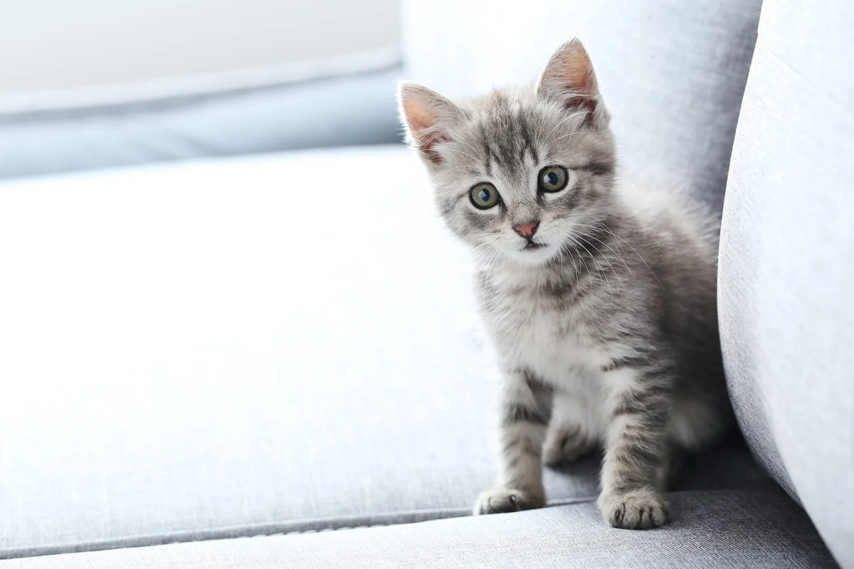 Adopting a Cat: Essential Tips for Cat Lovers