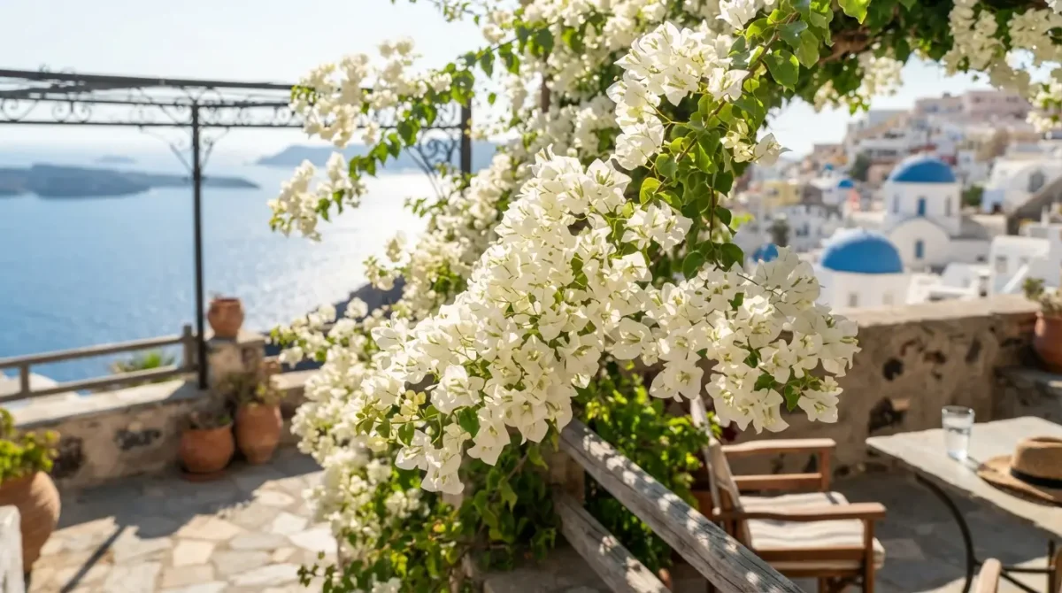 The Radiance of White Bougainvillea: A Guide to Enhancing Your Terrace or Garden