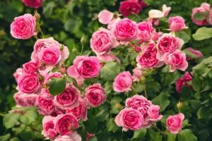 Pruning Roses: 9 Essential Tips for Garden Care